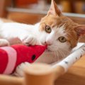 猫の飼い主必見！買って良かった『最強猫グッズ』6選！