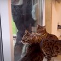 窓拭きが気になる猫ファミリーと地域猫ちゃん！