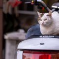 『野良猫』にやってはいけない絶対NG行為5つ　思わぬトラブルの可能性…