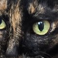 一生懸命『しっぽの毛づくろい』をしていた猫…予想外の『見事なポーズ…