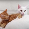 末っ子猫ちゃんからの突然の絡みに兄猫ちゃんの反応は？