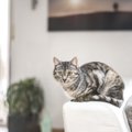 猫が『助けて欲しいとき』に見せる仕草5選