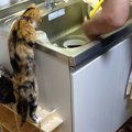 立ち上がってシンクを見つめる猫→『飼い主さんが洗っていた』のは……可愛す…