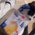 『食パン』をくわえて逃げていく猫→飼い主さんに『回収』されると…笑って…