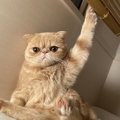 猫から頼られる飼い主の特徴５選！どんな飼い主になるのが理想的？