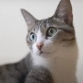 コマッタと言えなくもない？猫ちゃんとのエピソード３連発