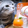 鏡餅の準備に参加したい猫ちゃん♡