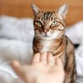 猫の『お世話を依頼』する時の注意点4つ　どんな人に依頼するのがベス…