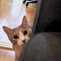 「だるまさんが転んだ」猫バージョン！見るたびに少しずつ近づいてく…