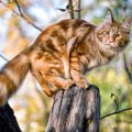 【獣医師監修】メインクーンの毛色の種類は？代表的なカラーと特徴を解説