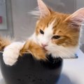 猫が炊飯釜を見たら…全然『ご飯の支度が進まない』様子に「頑張る姿可…