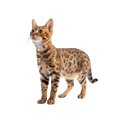 【獣医師監修】ソコケってどんな猫？特徴や性格から飼う前の注意点・価格…