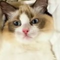ハンモックに乗せてもらう猫→お腹を撫でられると…尊すぎる『おやすみルー…