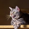 猫にまつわる意外と知らない『カタカナ用語』4選　言葉の意味や豆知識…