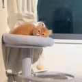 『ママの帰宅に気づいた子猫』が、次の瞬間…可愛すぎ注意な『お出迎えの光…