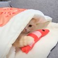 猫に小さい布団をプレゼント→トイレから戻ってきたら……『予想の斜め上をい…