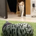 猫に『見知らぬ猫がいるドッキリ』仕掛けた結果…3匹の"異なる反…