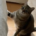 猫が飼い主に『猫パンチ』を繰り出す5つのシーン！された時に注意すべ…