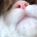 笑いこらえるの辛すぎた…いびきをかきながら眠る猫を撮影した結果→笑…