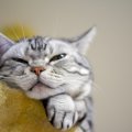 猫が「人を馬鹿にしているな」と感じる態度4つ！実際の気持ちは…？