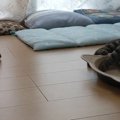 マタタビに酔った弟猫ちゃんを冷静な目で見つめる姉猫ちゃん