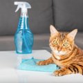猫と暮らす部屋のニオイを『消臭する方法』5選　原因別の対処法や避けるべ…