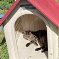 猫店長がいる文房具屋さんにて～犬小屋でまったり休憩お姿が話題