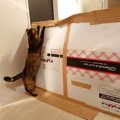 愛猫のために、はじめてのダンボールDIY！