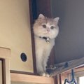 まさかそんな場所に…猫が隠れられる12の場所