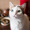 猫のための『終活』いつから何を考えるべき？