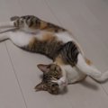 お返事してくれるかどうかは気分次第！気まぐれなところも可愛い猫さ…