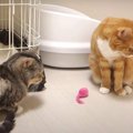 頭がボーッ。寝起き猫ズのボール遊び