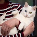 気品あふれる姿が印象的な『白い被毛を持つ猫種』3選　性格や特徴、それぞ…