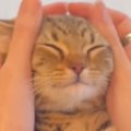 耳をマッサージしてもらう子猫→リラックスしすぎた結果…衝撃的すぎる『表…