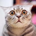 猫が『パニックに陥りやすい』4つのシチュエーション　それぞれの対処…