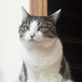 実家に帰ったら、ネコが…まるで人間のような『まさかの座り方をする様…