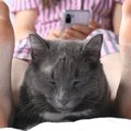 猫はなぜ『人の股の間』が好き？考えられる5つの理由　飼い主との“シ…