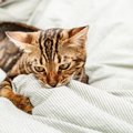 猫が『布を吸う』のはなぜ？4つの理由とやめてもらう方法