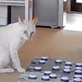 会話ボタンを使って飼い主とコミュニケーションをとる猫→遊びを断られ…