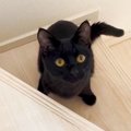 『ママー、どこー？』飼い主を探す猫を見守ったら…『おしゃべり上手の黒猫…