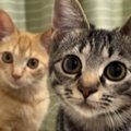 譲渡会で出会った『険しい表情のきょうだい子猫』を迎えた結果…心温ま…