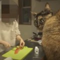 台所で飼い主さんの作業を『見守る2匹の猫』→サーモンを切っていると……