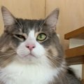 猫が嫌いな人に絶対しない仕草や行動５つ