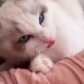 噛んできた猫を『猫語で叱ってみた』結果…信じられないほど上手い『鳴…