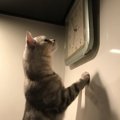 猫は時計が読める？体内時計が正確な理由４つ