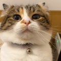許可なし撮影はダメみたい…猫にカメラを向けていたら→『まさかの反応』が6…