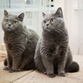 自分と戦う？猫が鏡や窓に映った自分を見たときの心理4選