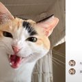 鳴き声のクセが凄い猫に『翻訳アプリ』使ってみたら…まさかの"オ…