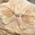 目のお手入れ中に眠ってしまった子猫→『想定外のポーズ』をとり始めて…