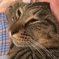 頭を撫でられて気持ちよさそうな表情をする猫→手を離した直後の『まさ…